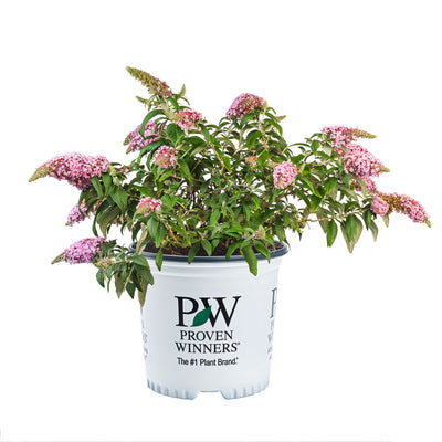 Pugster Pink® Butterfly Bush