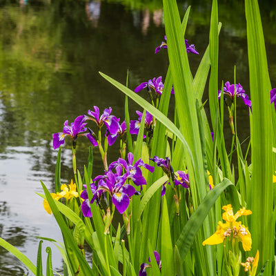 Purple Louisiana Iris Shrub