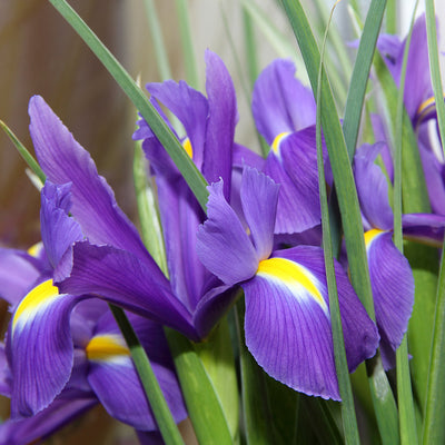 Purple Louisiana Iris Shrub