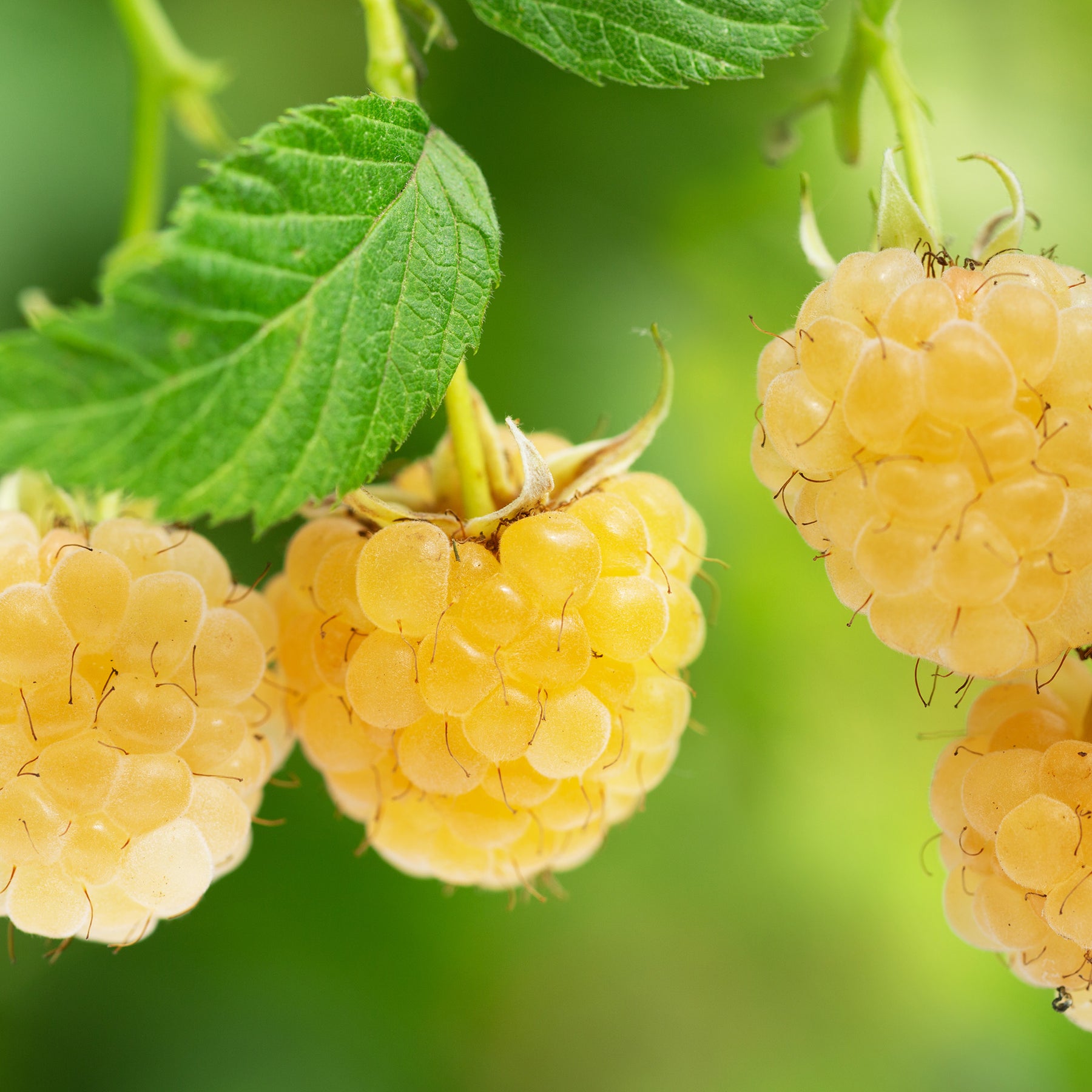 Buy Fall Gold Raspberry Plants for Sale | Golden Raspberries | Perfect ...