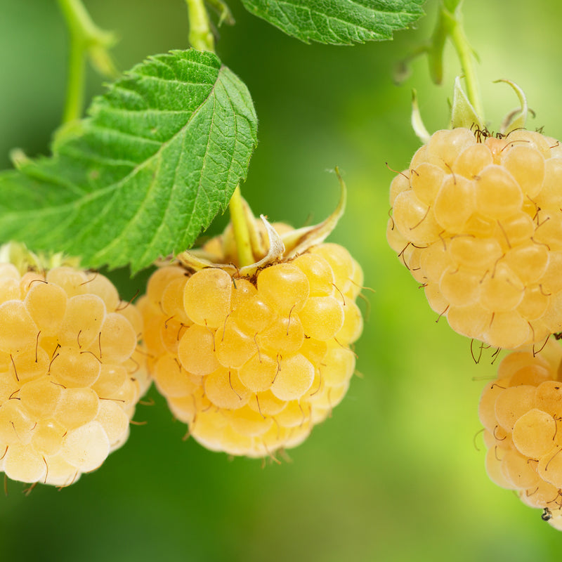 Buy Fall Gold Raspberry Plants for Sale | Golden Raspberries | Perfect ...
