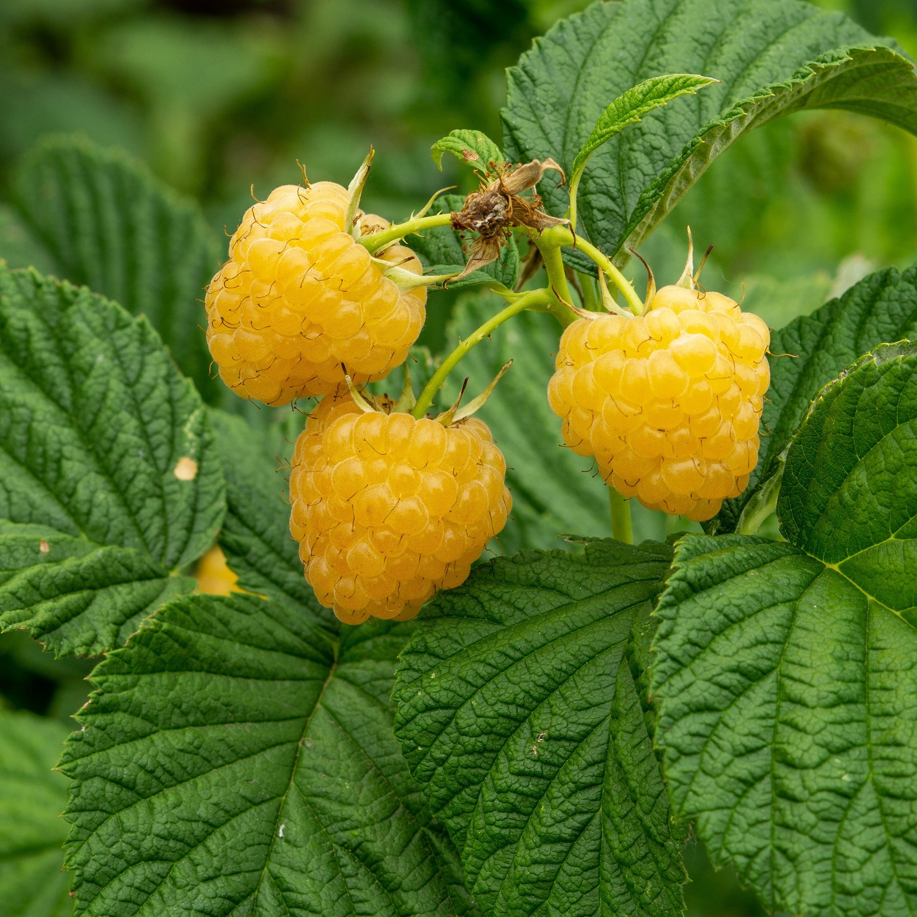 Buy Fall Gold Raspberry Plants for Sale | Golden Raspberries | Perfect ...