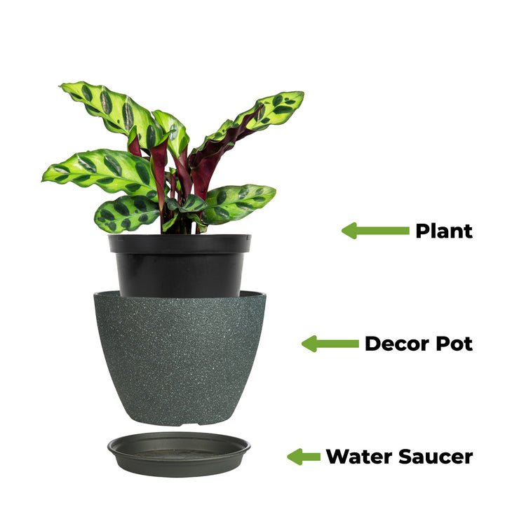 rattlesnake in potted plant Calathea Rattlesnake for Sale | Buy Calathea Online