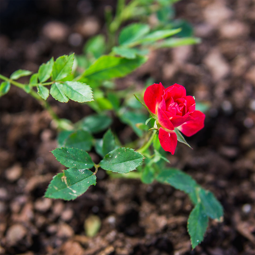 Red Drift® Rose Bush for Sale | Groundcover | Perfect Plants