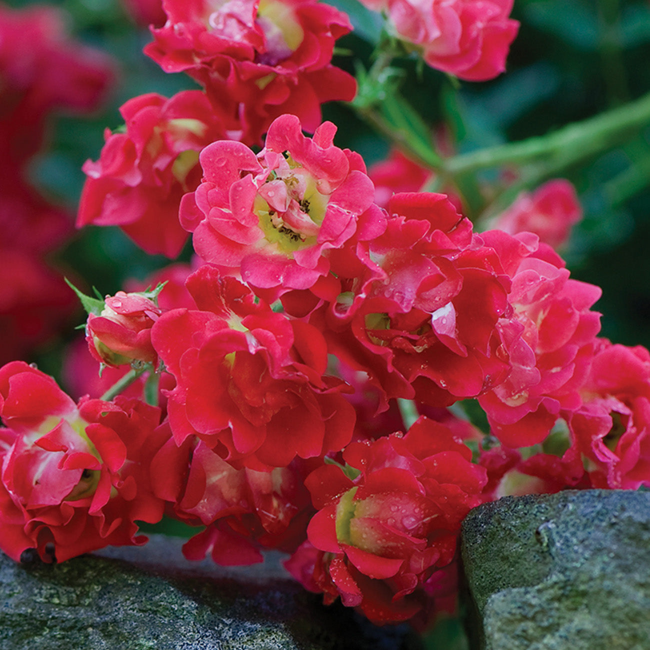 Buy Scarlet Drift® Rose Bush | Groundcover Roses | Perfect Plants