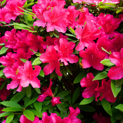 Formosa Azalea with red blooms
