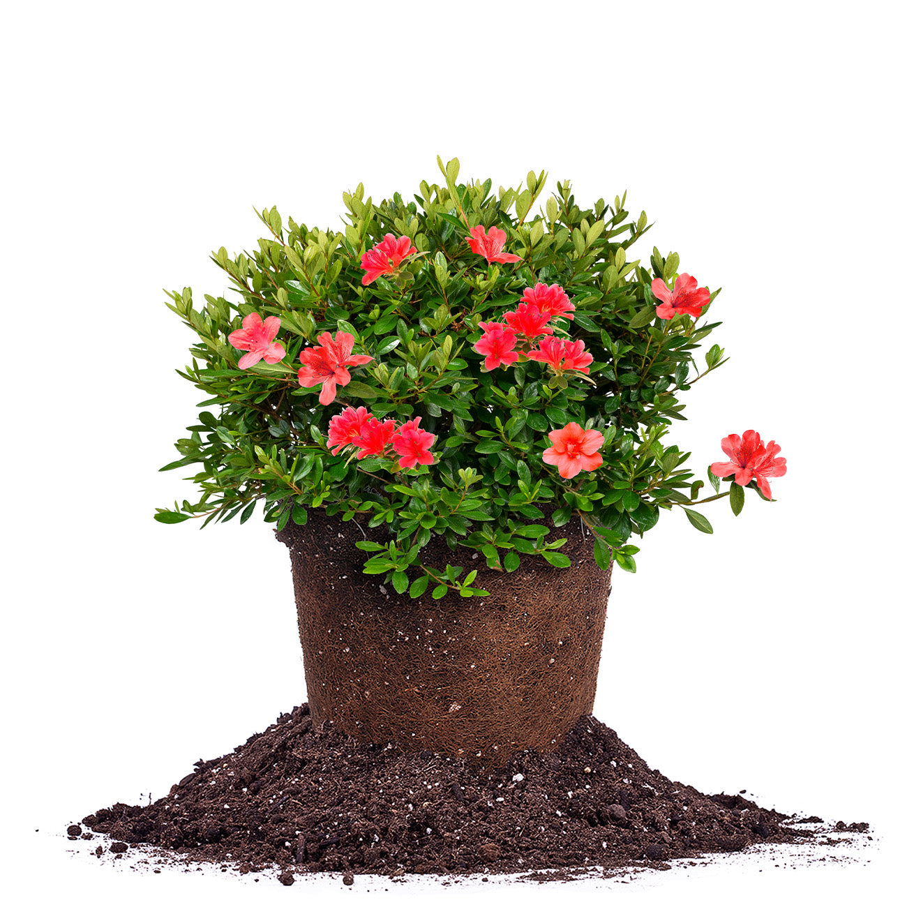 Shop Red Formosa Azalea for Sale | Early Spring Blooms | Perfect Plants