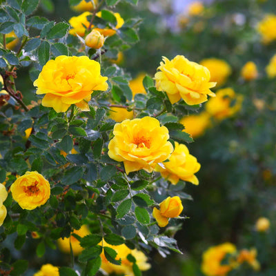 Yellow flowers of the Rise Up Ringo Rose shrub from proven winners, dozens of flowers blooming on a branch with dark green leaves