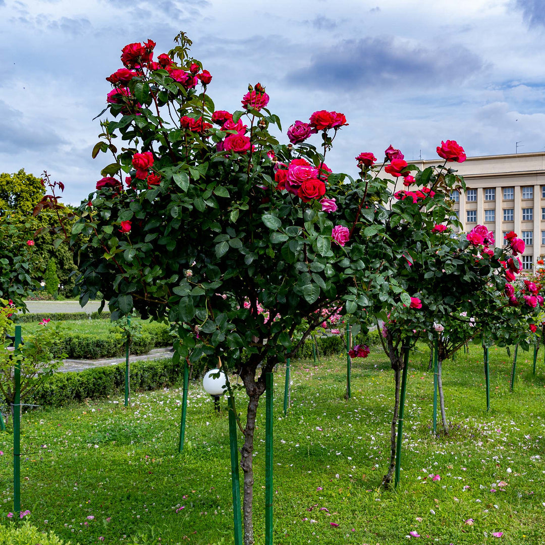 Red Roses Like Flower Tree Tree With Rose Like Flowers Red Sunblaze® Miniature Rose – Tree