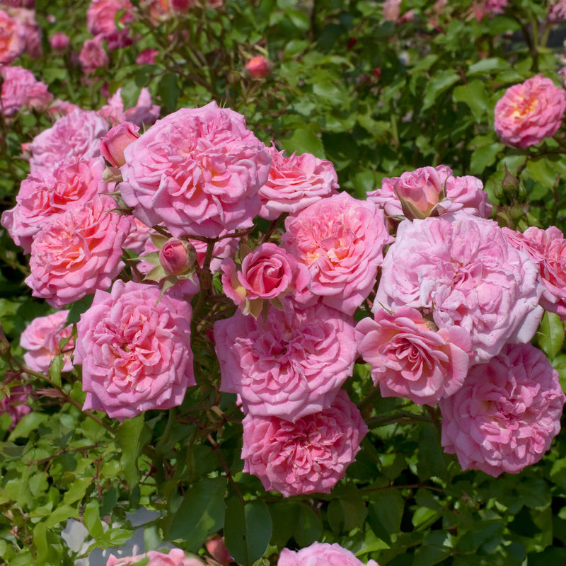 Bushel of Sweet Drift Roses in full bloom on the Sweet Drift Rose Tree