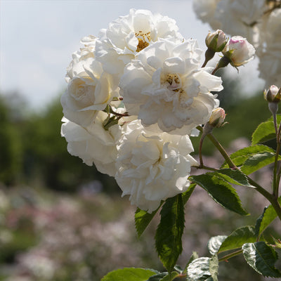 White Drift® Rose Tree