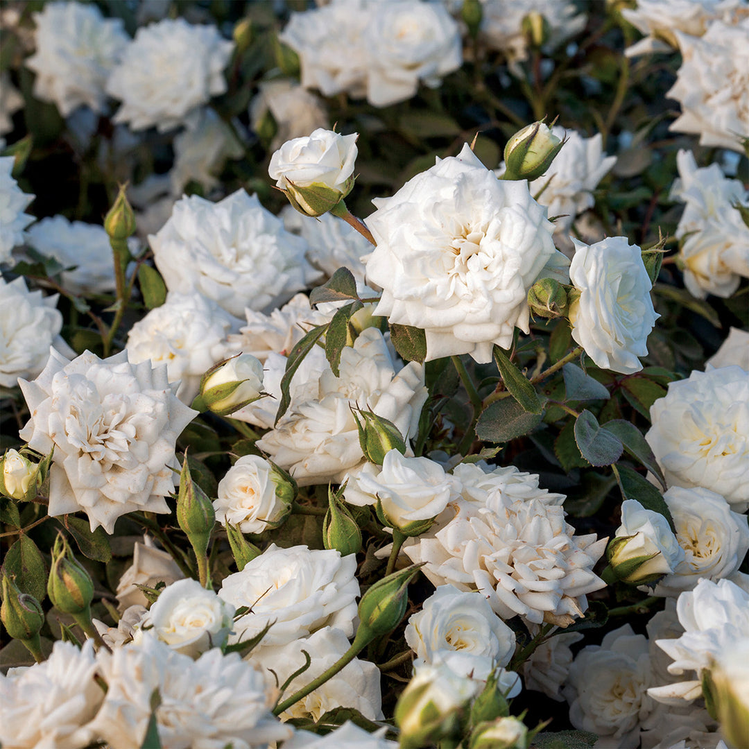 White Roses Tree Background White Rose Tree Tranquillity | English Standard Rose | David Austin