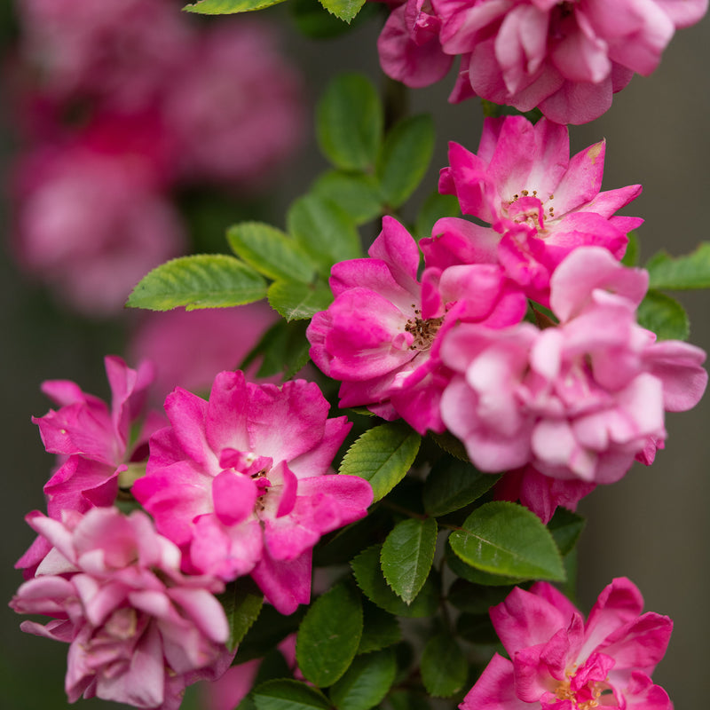 peggy martin rose seeds Peggy Martin Climbing Rose for Sale