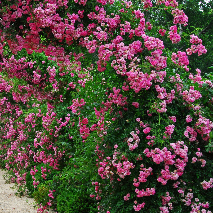 peggy martin rose seeds Peggy Martin Climbing Rose for Sale
