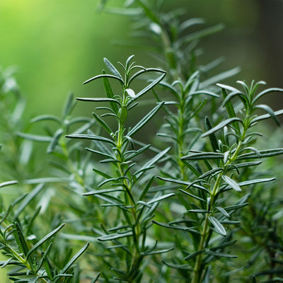 Hill Hardy Rosemary