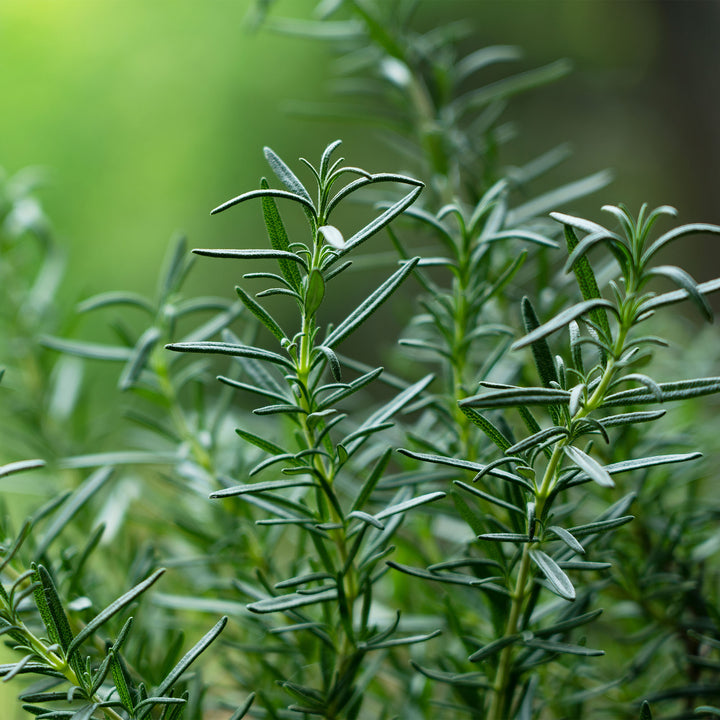 large potted rosemary plant Hill Hardy Rosemary - 1 Gallon / 3-Pack