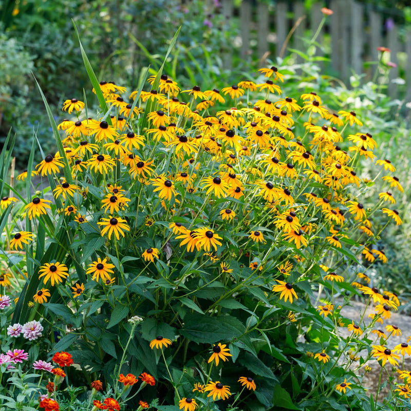 Rudbeckia goldsturm black eyed susan in full bloom in front yard landscape