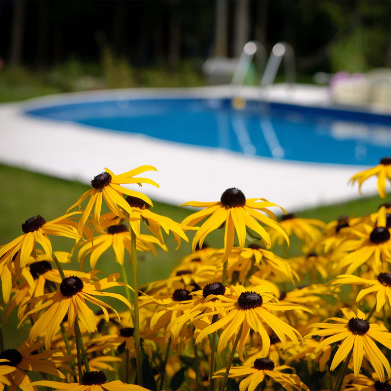 Black Eyed susan blooming in the summer time against a pool backyard landscape