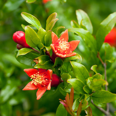 Cold Hardy Russian Pomegranate Tree