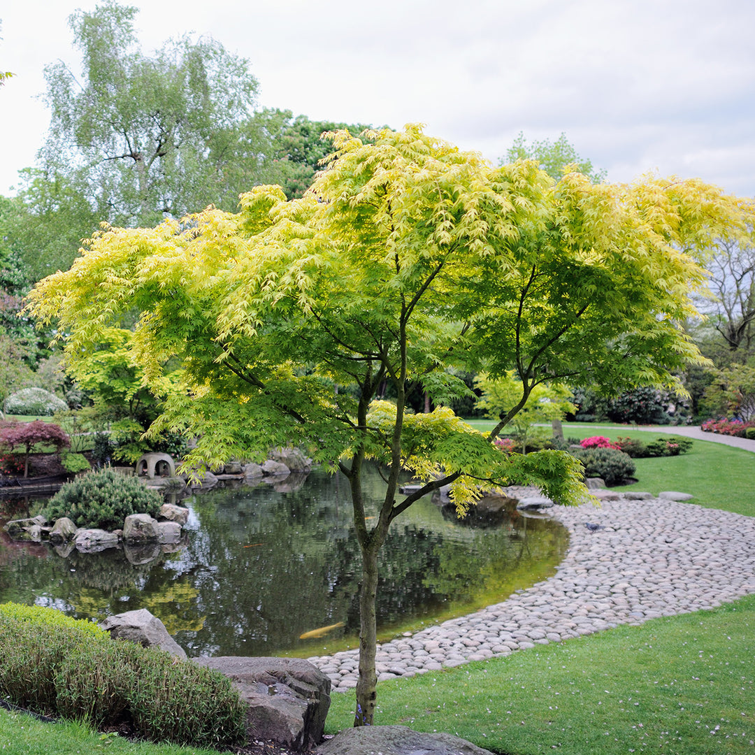 acer palmatum sangokaku bonsai Sango Kaku Coral Bark Japanese Maple Tree - 3 Gallon