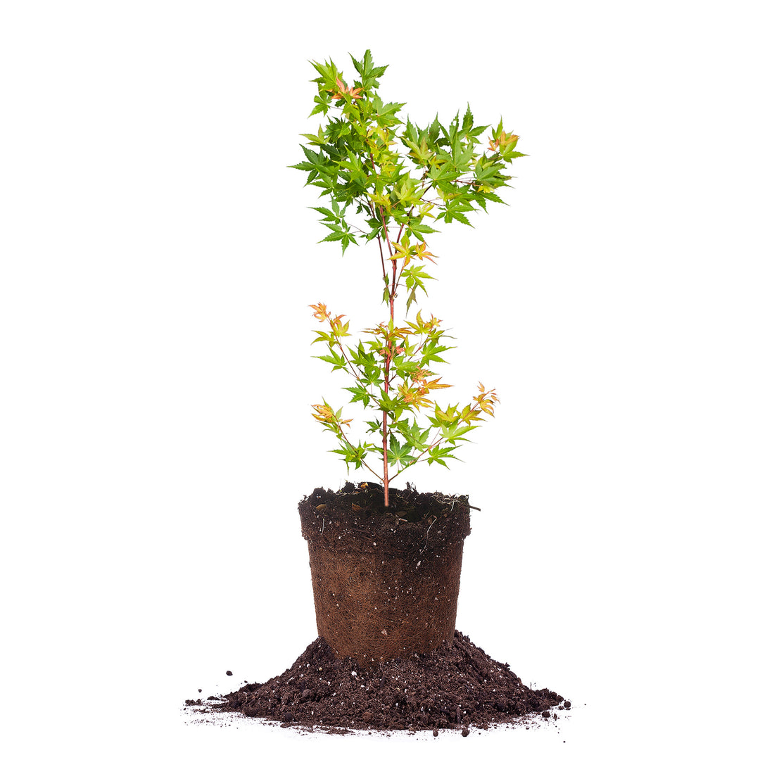 Sango Kaku Coral Bark Japanese Maple Tree - 3 Gallon