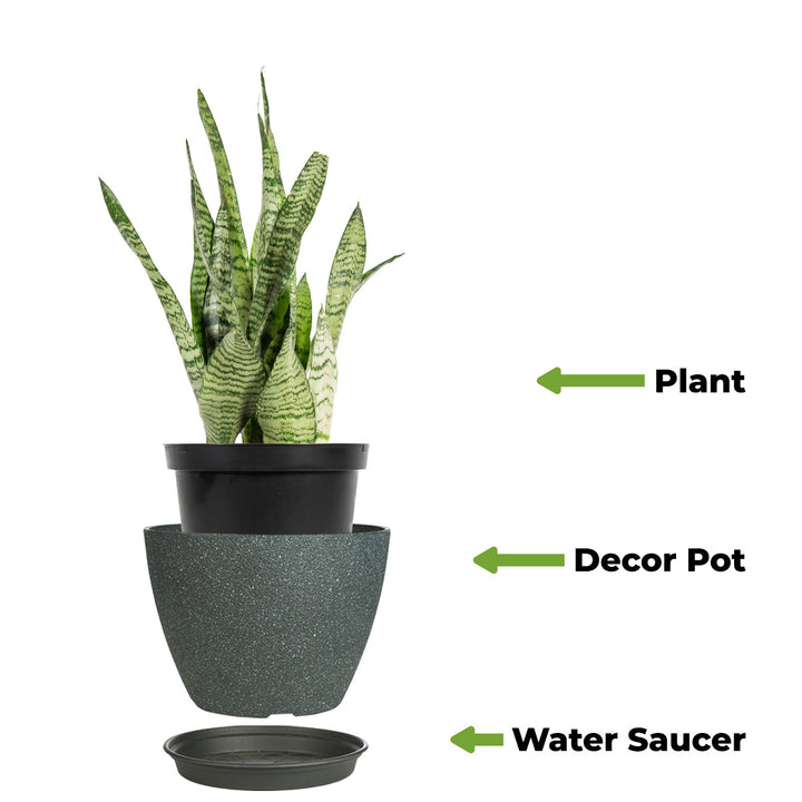 Sansevieria Zeylanica Snake Plant | Houseplants for Sale