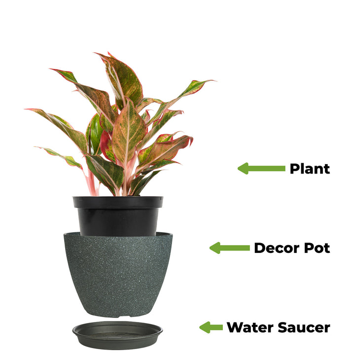aglaonema siam aurora benefits Buy Red Chinese Evergreen Aglaonema 'Siam Aurora'
