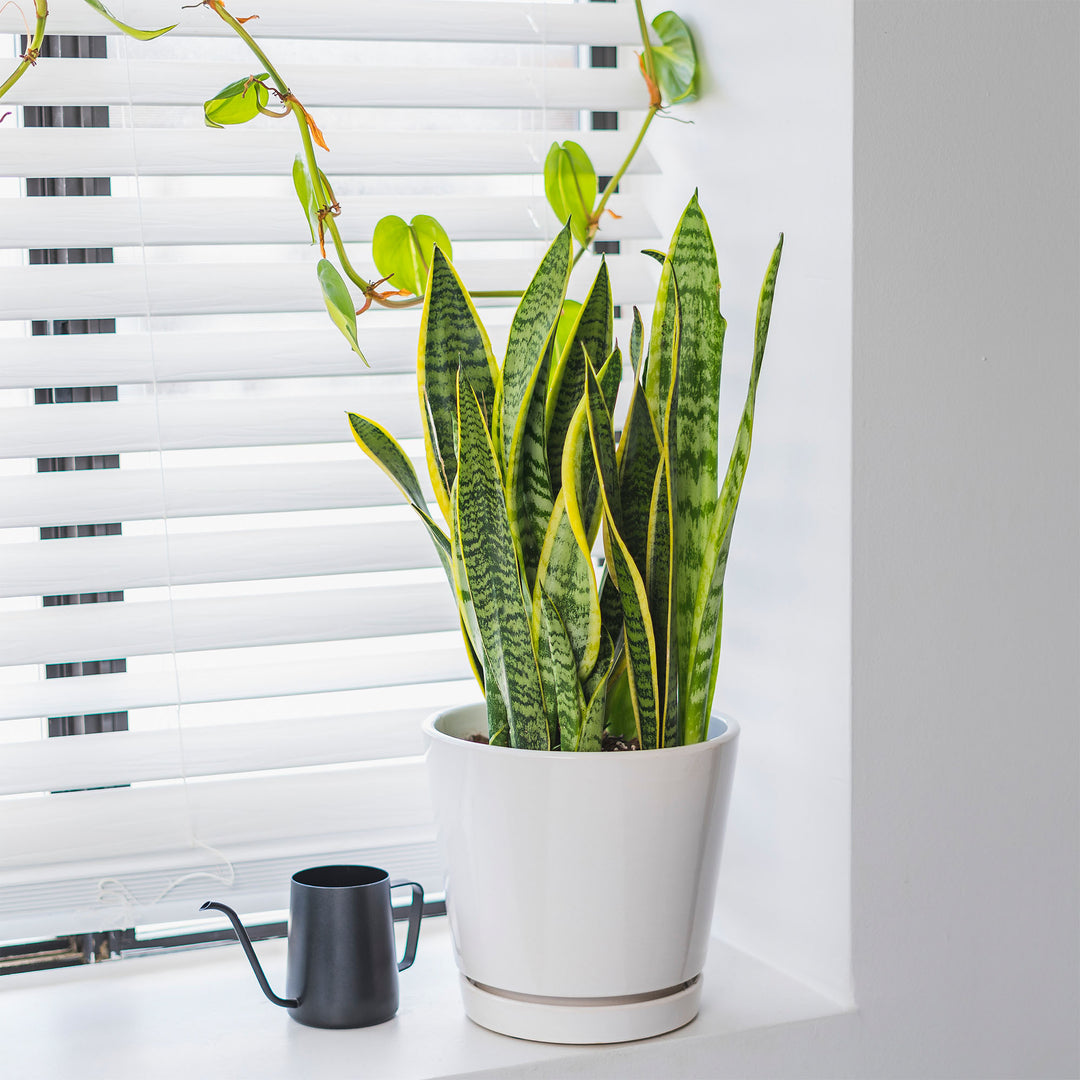 snake plants for sale online Snake Plant Laurentii - 10 Inch Pot