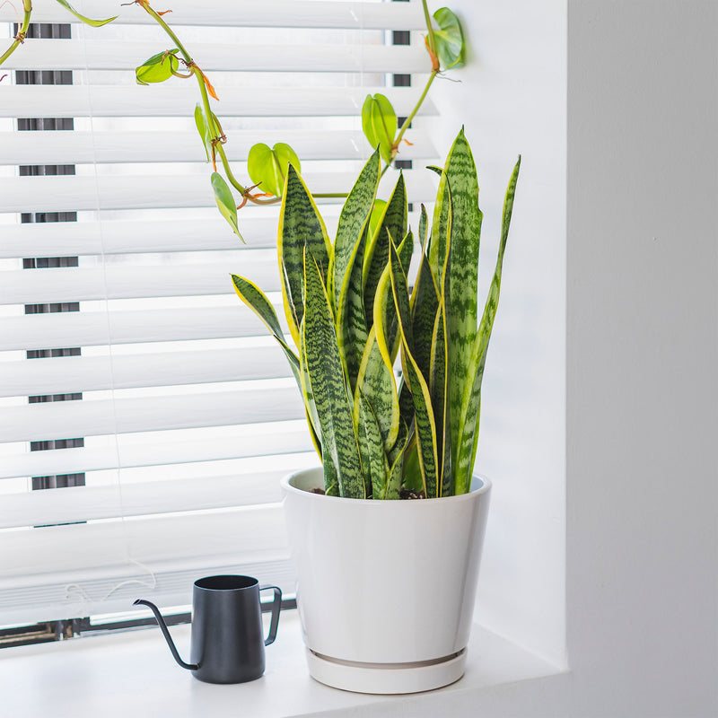 Potted Laurentii snake plant on a windowsill with white blinds next to a small black watering can