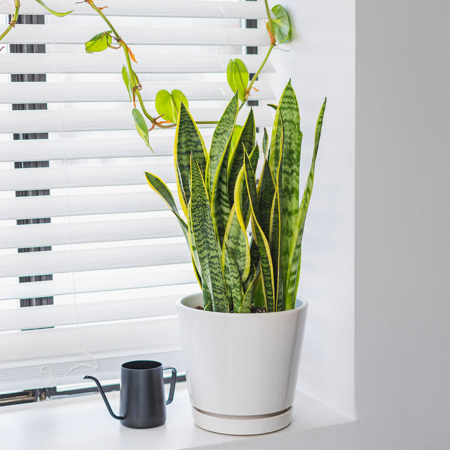 Common House Plants for Sale | Perfect Plants