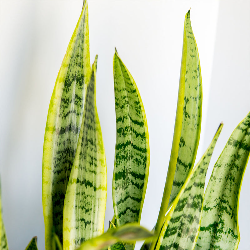 Close-up of a Laurentii snake plant foliage with green and yellow variegation on a white background