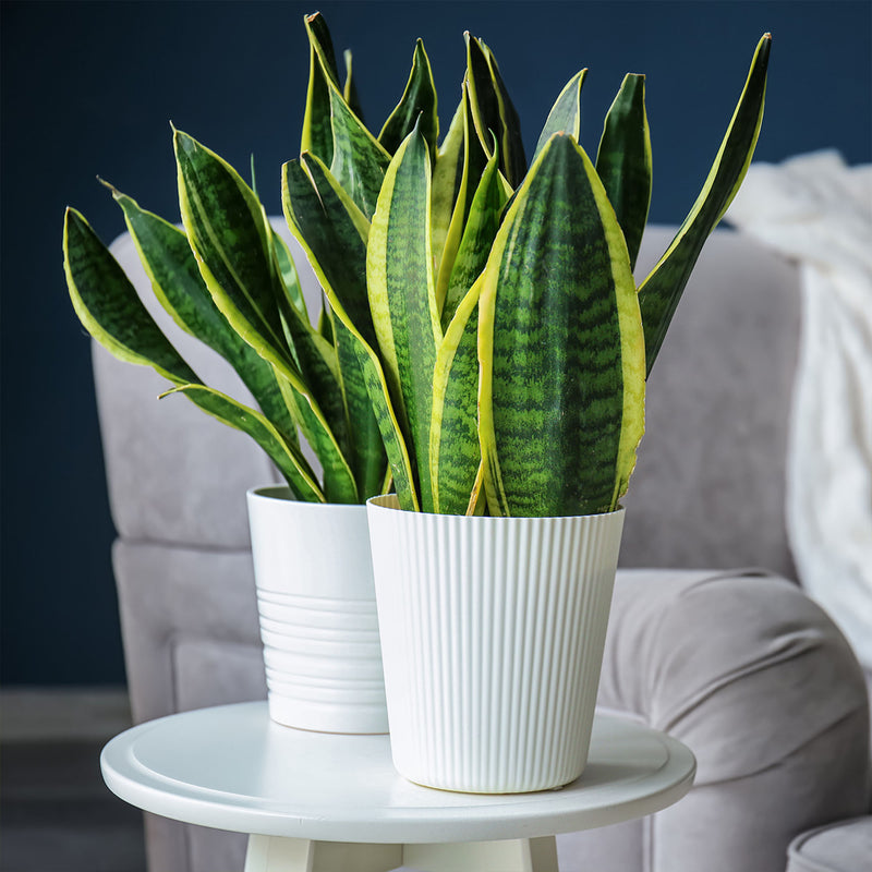 Two potted Laurentii snake plants on a small round table with with a blurred couch in the background