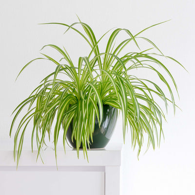 Potted spider plant on a white shelf with a white background
