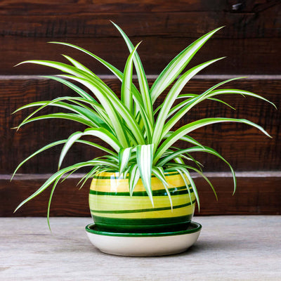 Spider plant in a colorful striped decorative pot against a wood background