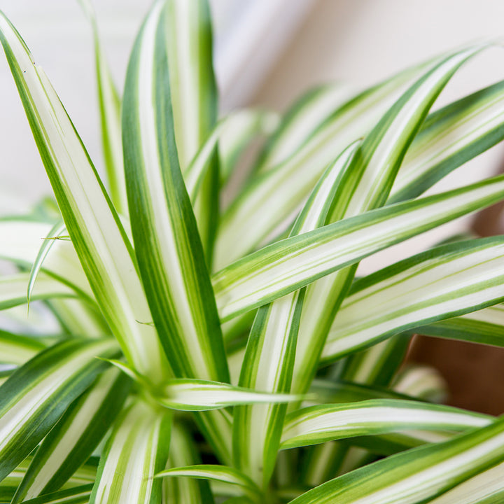 Variegated Spider Plant for Sale | Buy Houseplants Online