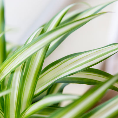 Close-up of a Spider Plant from Perfect Plants with variegated green and white leaves on a blurred background