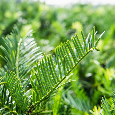 Close up of spreading yew foliage with a blurred backyard landscape in the background