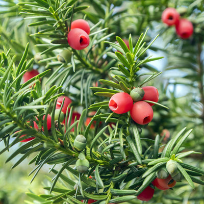 Cephalotaxus harringtonia 'Prostrata' red berries 