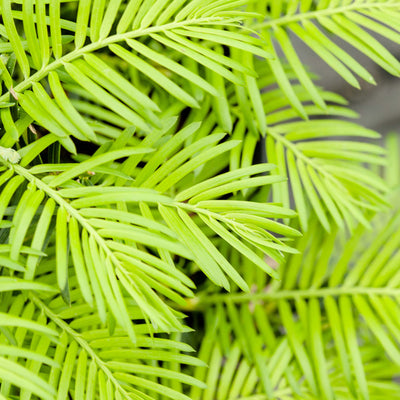 Cephalotaxus harringtonia 'Prostrata' foliage growing along the ground of a manicured front yard garden