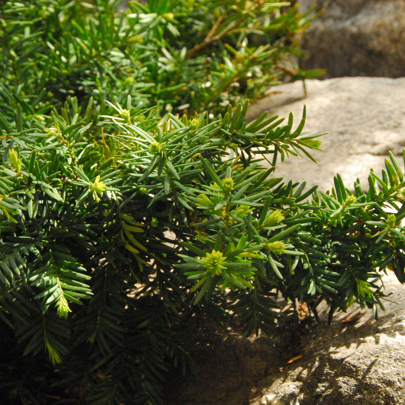 Green spreading yew ground cover growing along the edge of a stone and gravel garden in a front yard landscape