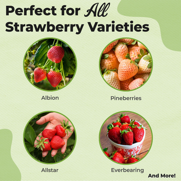 Buy Potting Soil for Strawberry Plants Online