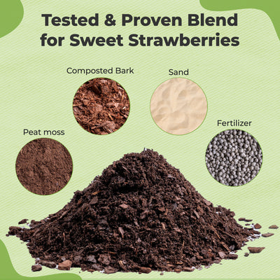 Potting Soil for Strawberries