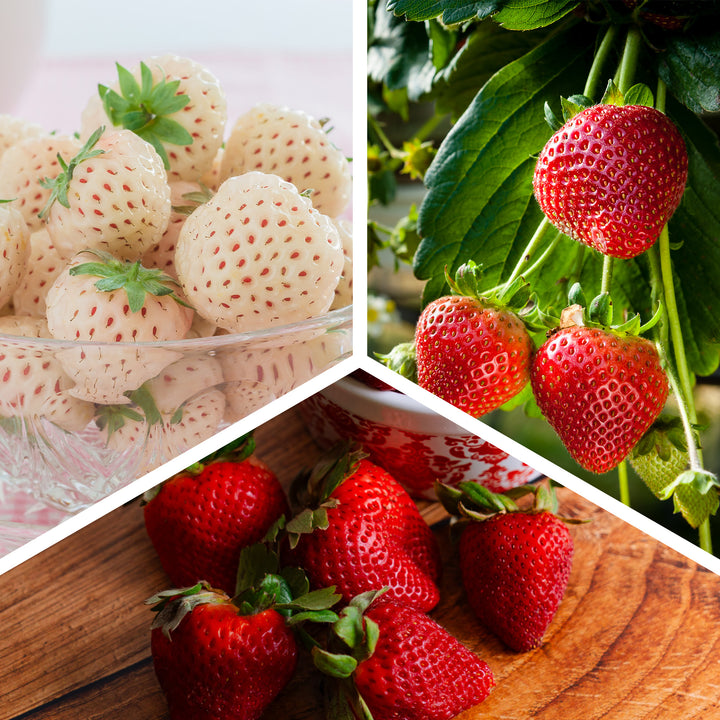 where to buy albion strawberry seeds Buy Strawberry Plant Variety Pack for Sale