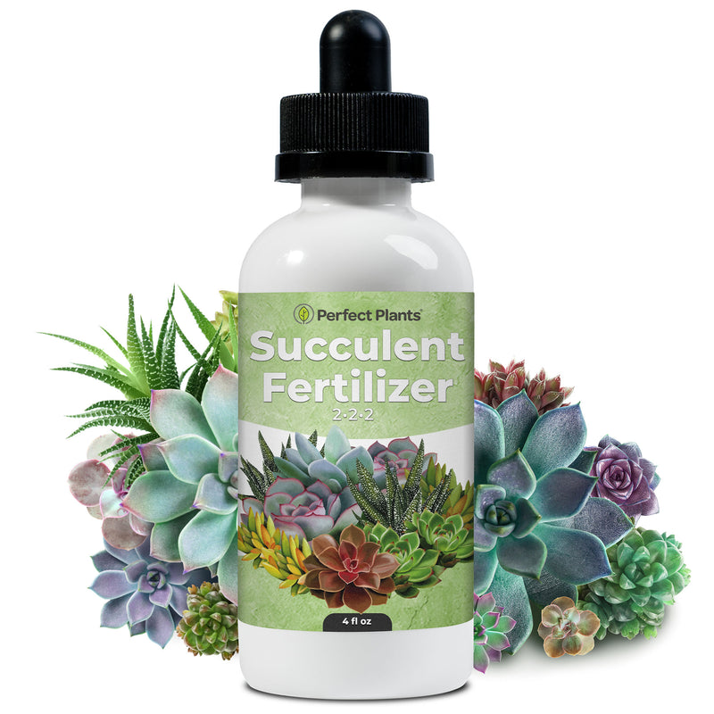 california native wildflower seeds California Native Pollinator Wildflower Mixture