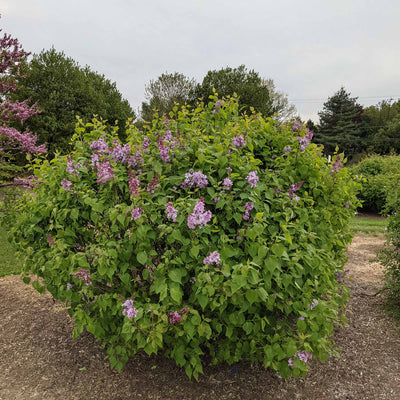 New Age Lavender Lilac full grown in a front yard landscape with dozens of purple blooms