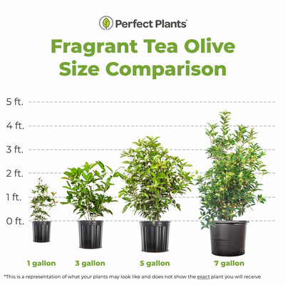 Comparison chart of Fragrant Tea Olive plant sizes from 1 gallon to 7 gallon with Perfect Plants branding.