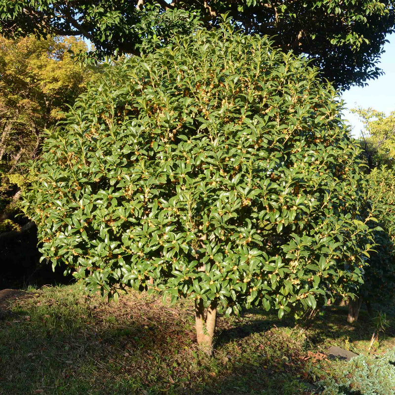 Tea olive tree in a home landscape