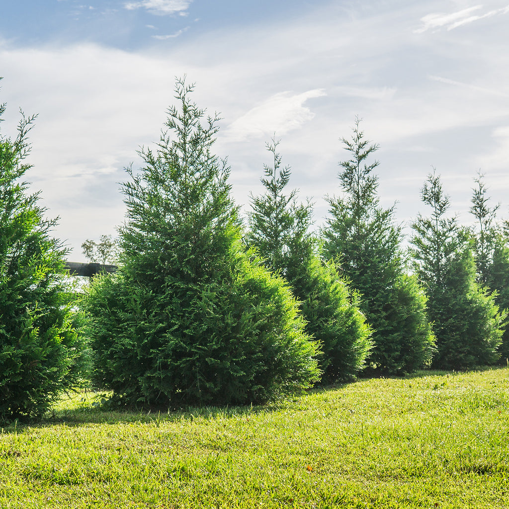 Unveiling the Arborvitaes: Thuja Green Giant vs. Emerald Green ...