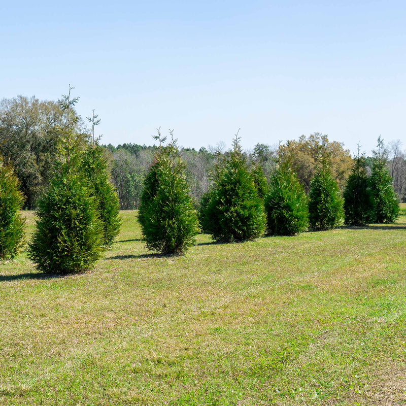 Row of young Thuja green giant arborvitae tress planted diagonally to create a seamless privacy hedge