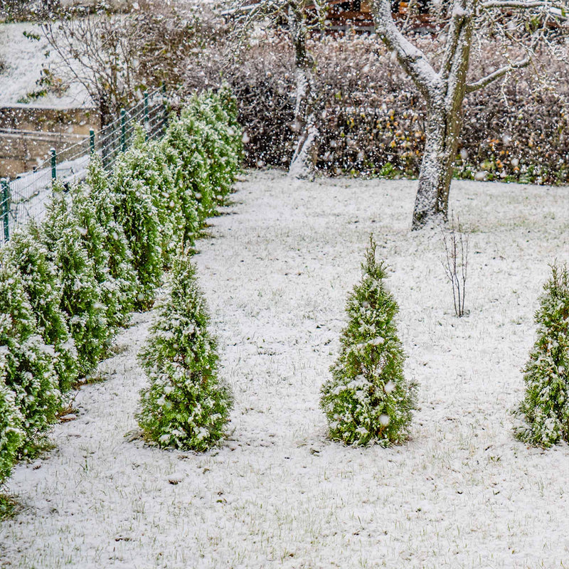 Snow-covered backyard showcasing the cold hardiness of Thuja Green Giant Arborvitae as a tough landscape privacy tree
